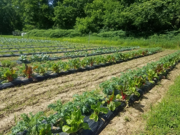 Photo for C3 Garden Planting Day 9:30am